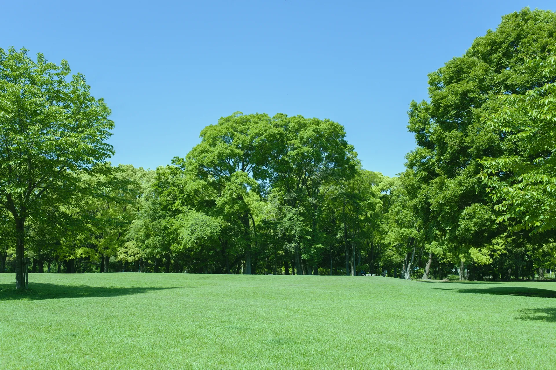 緑の公園と青空